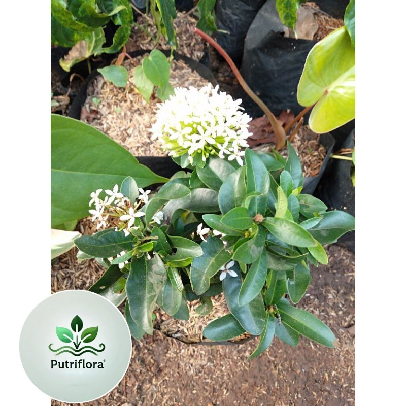 NEW Tanaman hias Asoka jambon bunga tumpuk - bunga asoka tumpuk