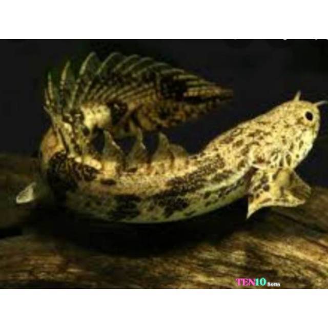 Ikan Hias Endly 8-11 cm Cary Palmas Naga Batik Fish