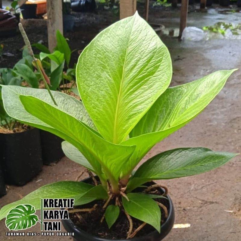 Anthurium jemani cobra catalog - Anturium cobra katalog