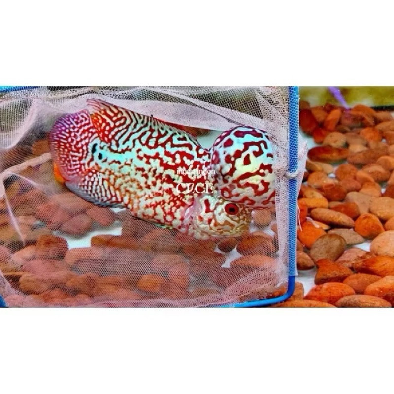 Burayak louhan size 4-5 cm kamfa F3 VIP