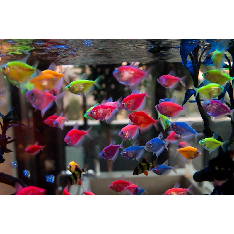 IKAN HIAS GLOFISH TETRA GLOWFISH TETRA IKAN GLOW IN THE DARK IKAN WARNA-WARNI HIASAN AQUARIUM KOLAM 