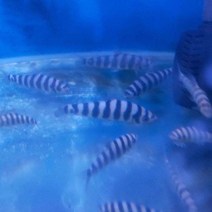 Promo IKAN HIAS IKAN KAOS KAKI LEPORINUS Terlaris