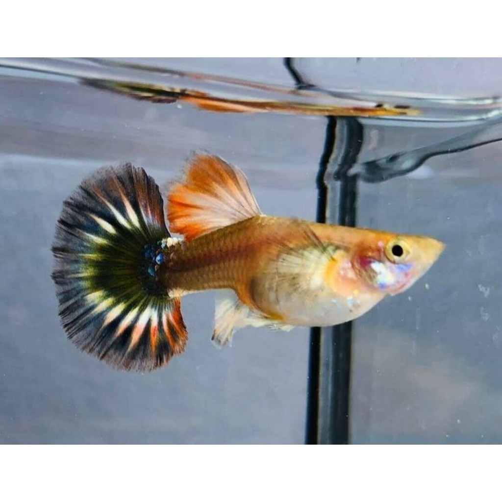 GUPPY PLATINUM RED TAIL DUMBO EAR BETINA (PRTDE ISI 5 )