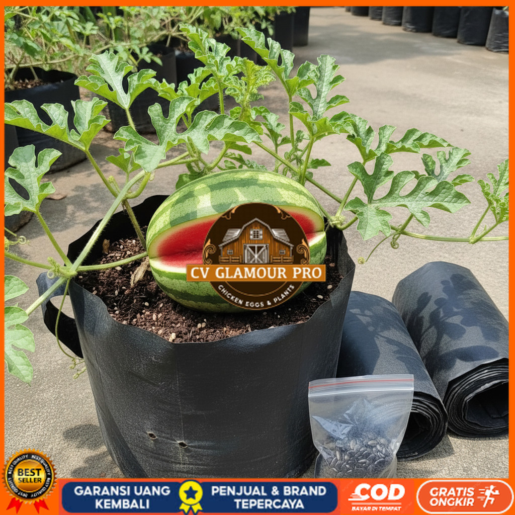 PAKET SIAP BERKEBUN 10 BENIH SEMANGKA INUL MERAH NON BIJI DAN BONUS  2 POLYBAG UKURAN 20 X 20 PAKET 