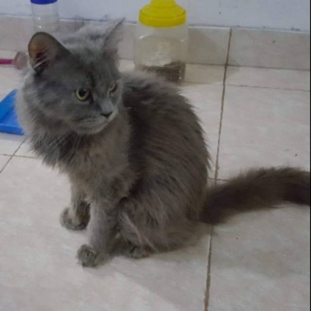 Kucing persia jantan abu"