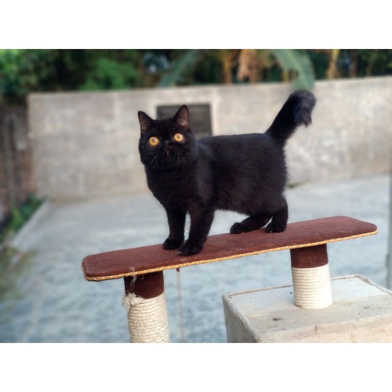 kucing persia exotic jantan 3 bulan