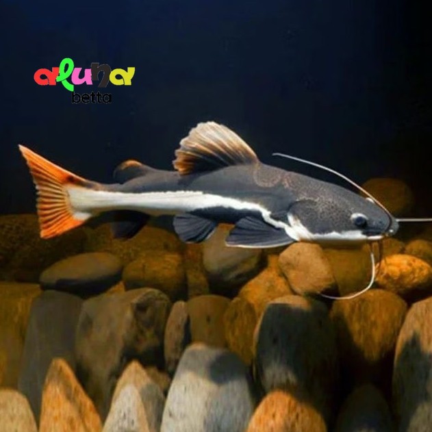 Red Tail Catfish 12-15 ( RTC ) Ikan Hias Hiasan Aquarium