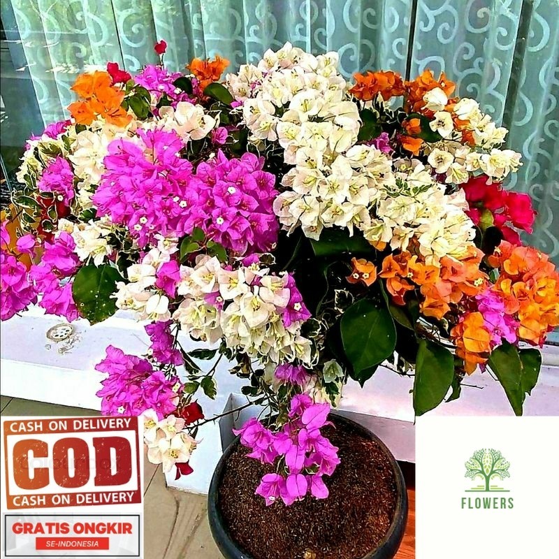 Bougenville 5 Warna - Tanaman hias bunga dan dekorasi (COD)