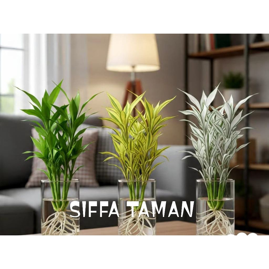 tanaman hias rezeki pkt 3 pohon. rezeki ijo.rezeki kuning.rezeki putih