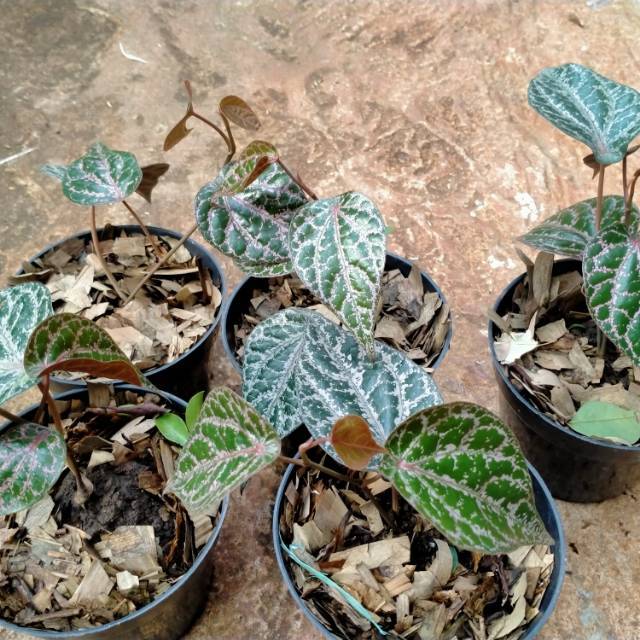 Tanaman Herbal Sirih Merah, tanaman sirih merah, pohon sirih merah