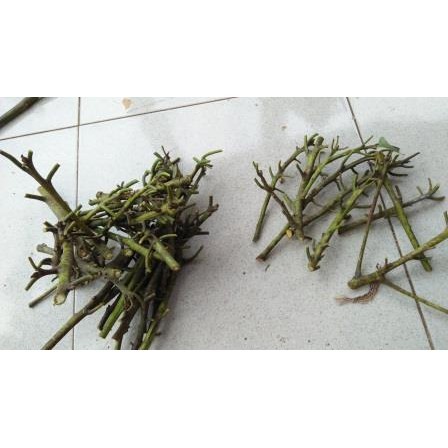 Entres / Batang Segar / Cutting Alpukat Pluwang