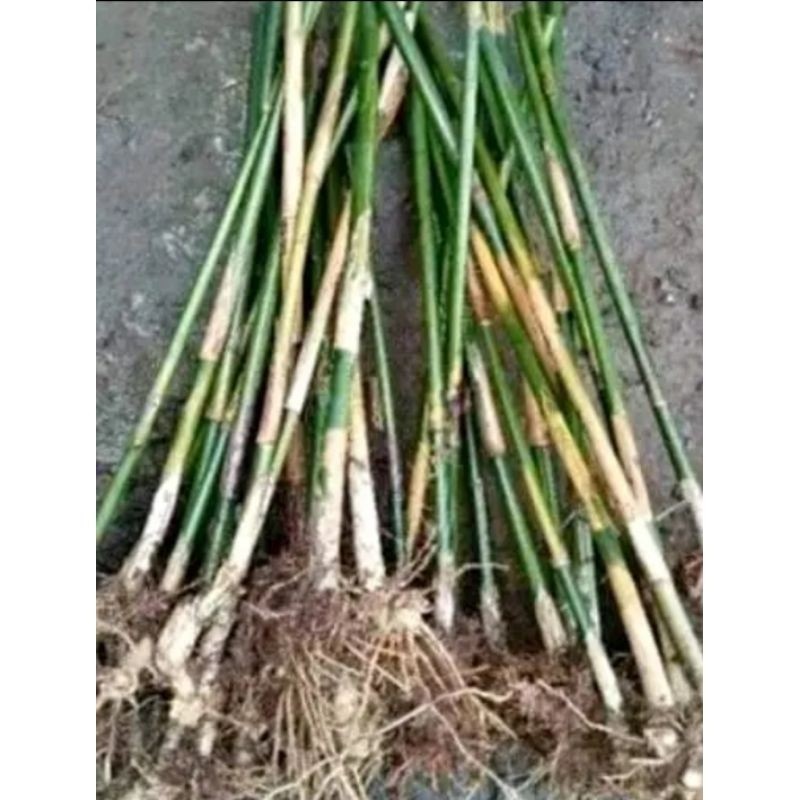 PROMO;'' Bambu cendani bambu cina hias tinggi 1 meter Bibit Unggul Siap Tanam Lestari Alamku