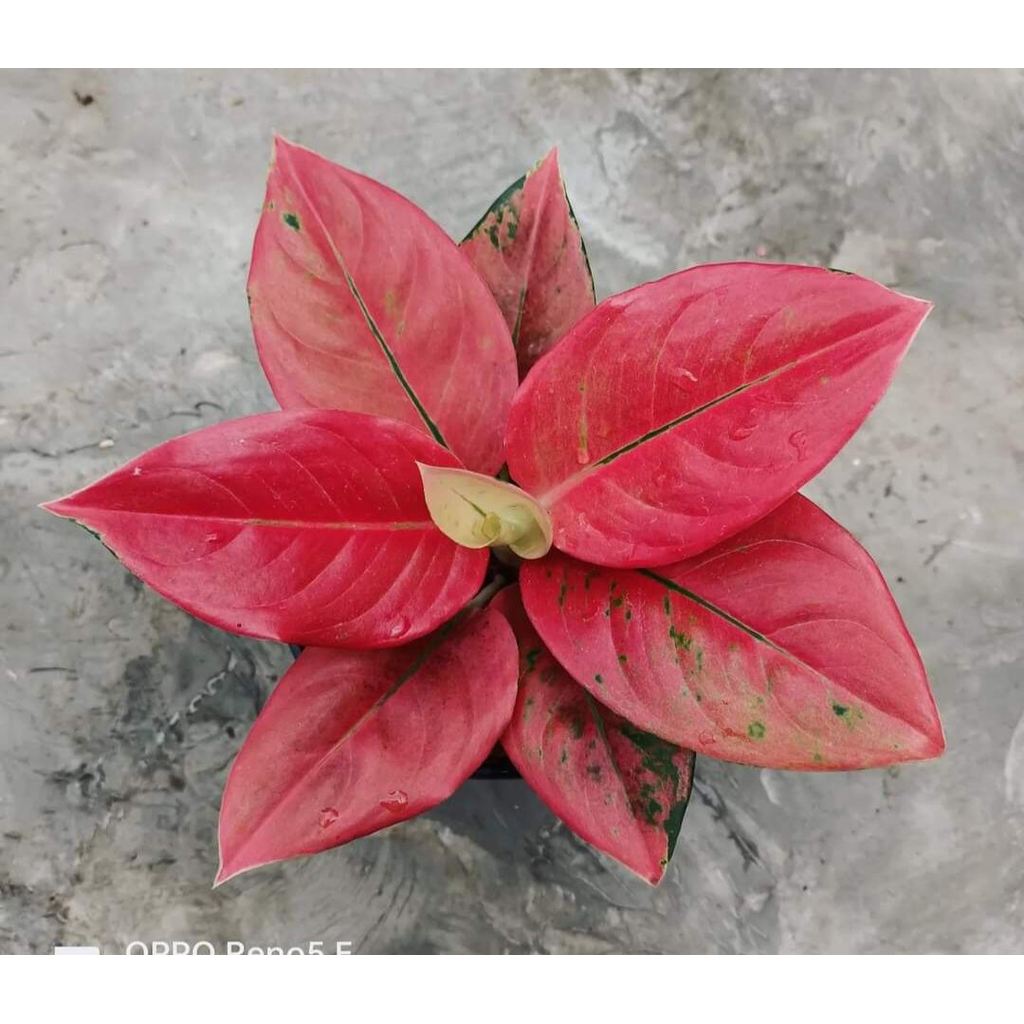 bibit Bonggol Bunga Aglonema Nezkia