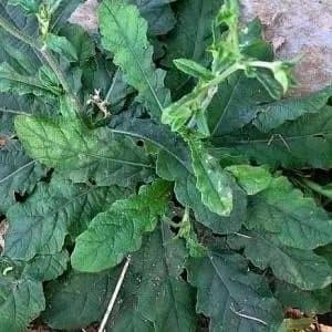 Baru TANAMAN DAUN SAWI HUTAN 1KG