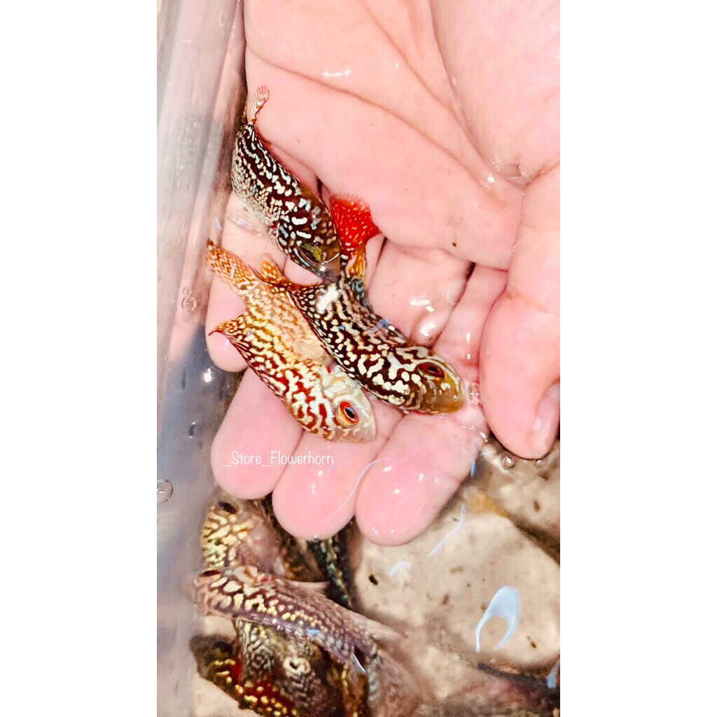 Burayak Louhan PAKET ISI 3  Ekor Burayak Louhan Kamfa 3-4 cm RedKing/GB/F2 Gen Thailand