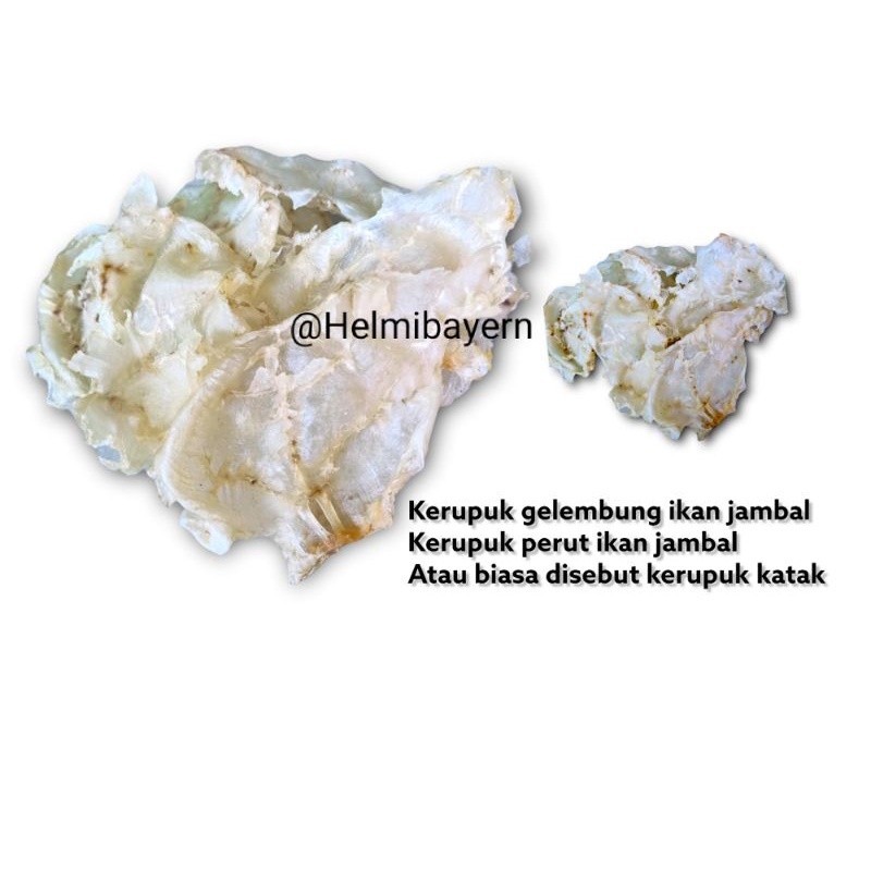 hipio perut ikan manyung atau jambal kerupuk lambung ikan manyung