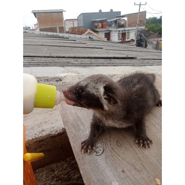 hewan peliharaan jinak gemoy