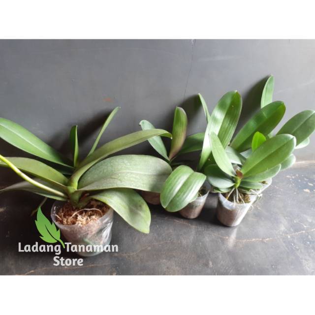 anggrek bulan remaja