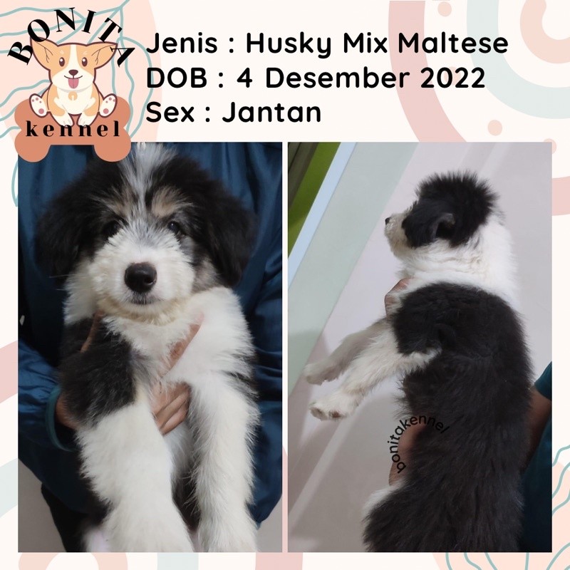 Anakan Anjing Siberian Husky Mix Maltese Jantan