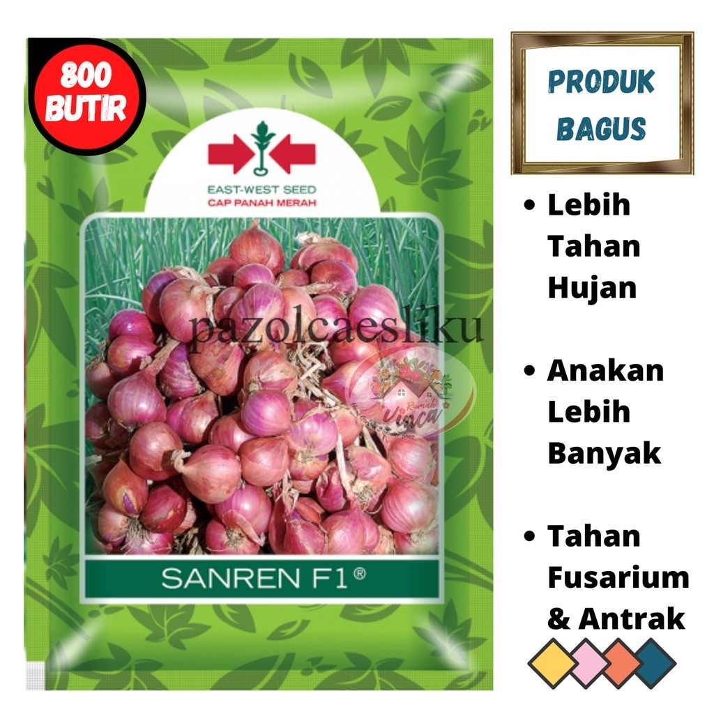 Benih Biji Bibit Bawang Merah dari Biji SANREN F1 800butir TSS dari Cap Panah Merah pazolcaesliku