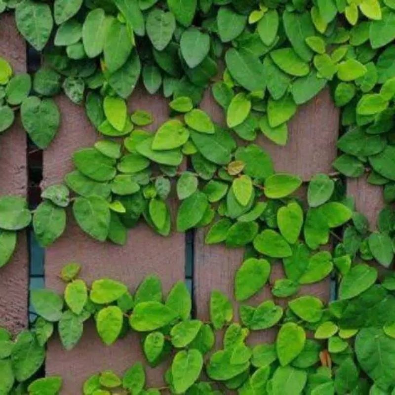 Tanaman Merambat Dolar Mini  / Tanaman Merambat dolar kecil