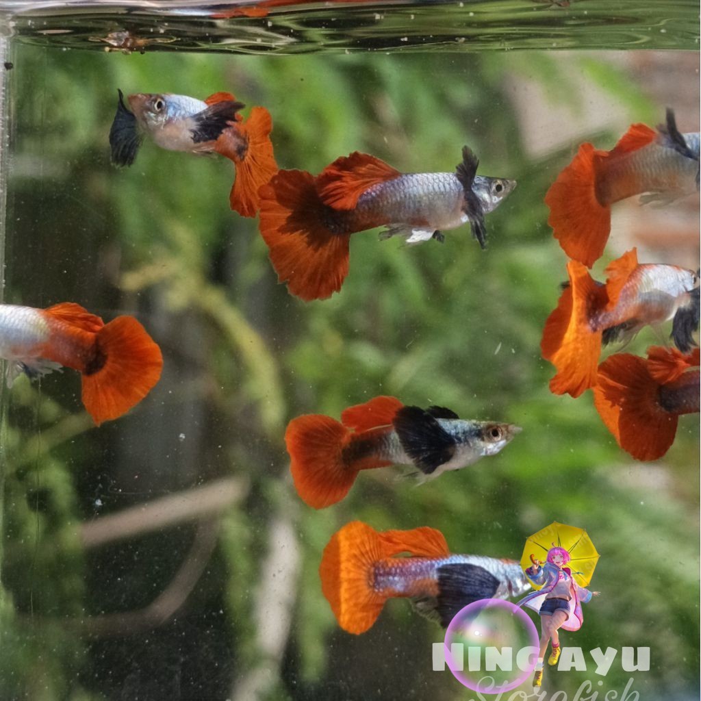TOP GRADE GUPPY PRTDE SEPASANG