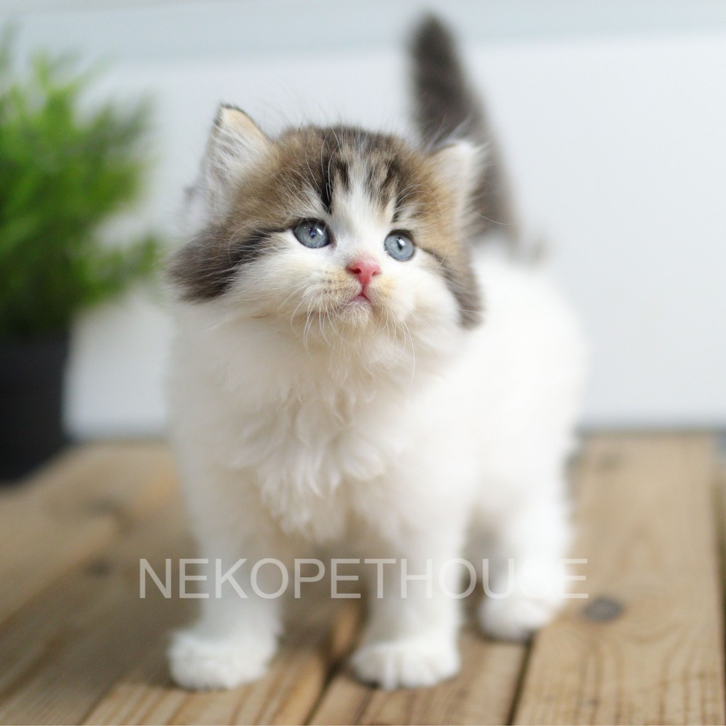Kucing Kitten Persia Flatnose Longhair 2.5 Bulan