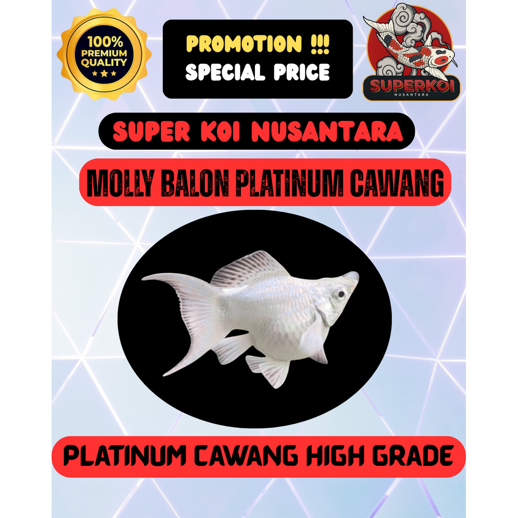 IKAN HIAS AIR TAWAR - MOLLY BALON BLACK CAWANG , PLATINUM CAWANG , MARBLE , CALLICO , THAILAND , BLA