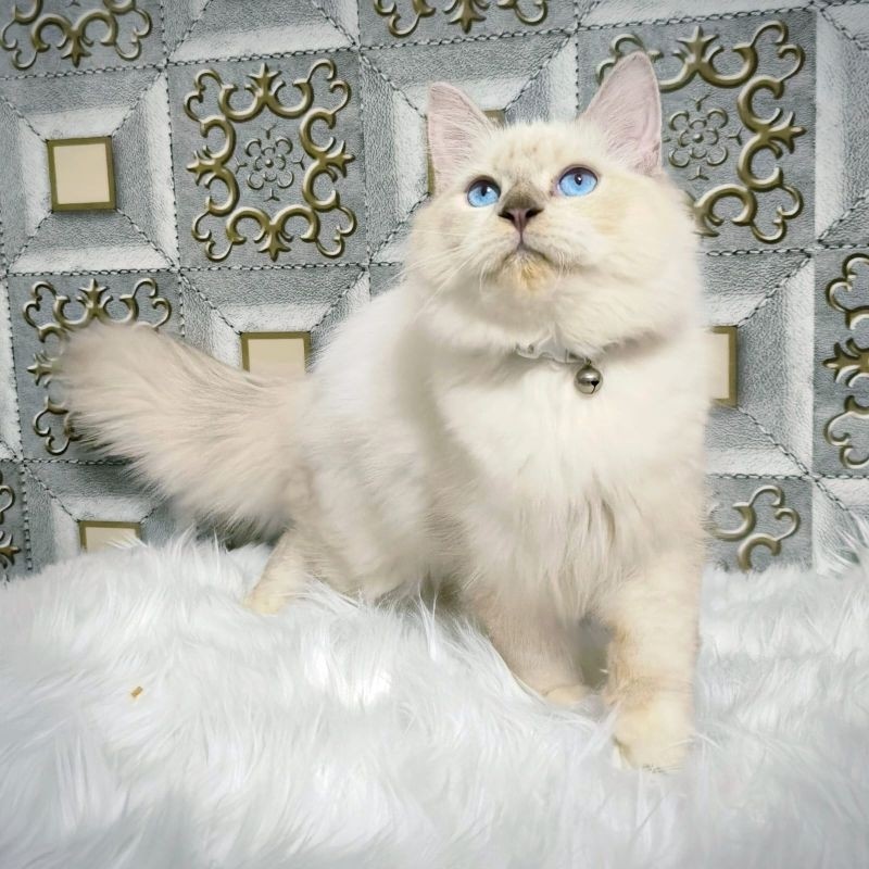 Kucing Persia Himalaya Anggora Ragdoll Kitten