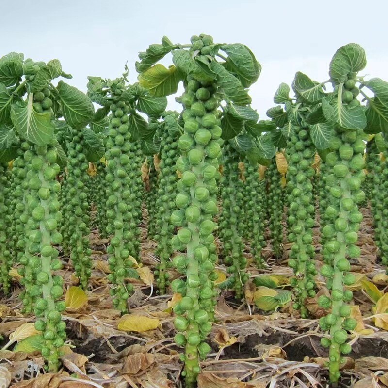 fress Isi -+100 Butir Biji Benih Kubis Mini Brussels Impor F1 bibit brussel hijau | kubis mini