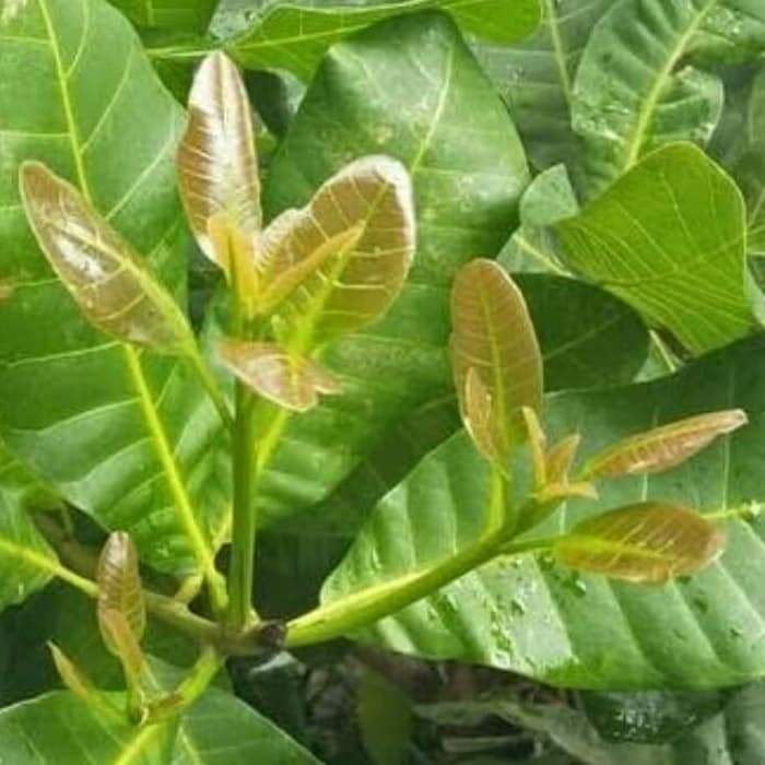 Daun jambu monyet - Asli segar 300g