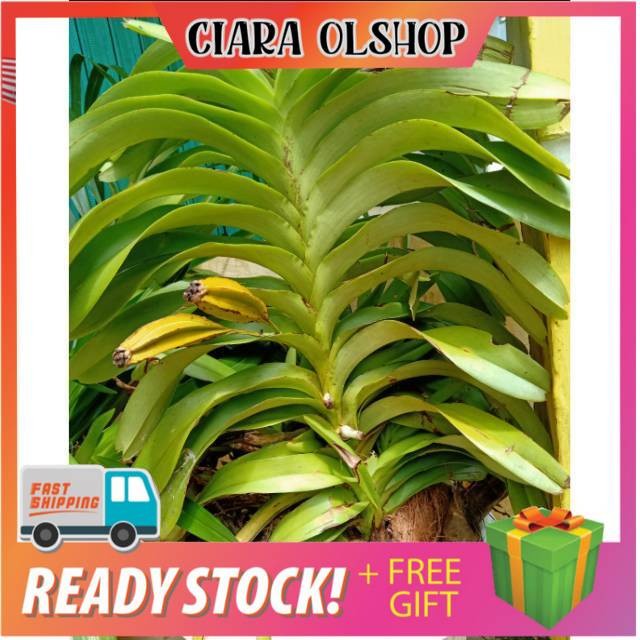 Anggrek Vanda Jumbo Dewasa