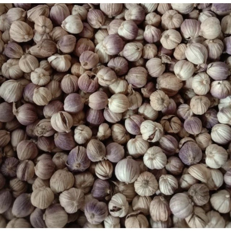 kapulaga kering 1kg kapulaga jawa