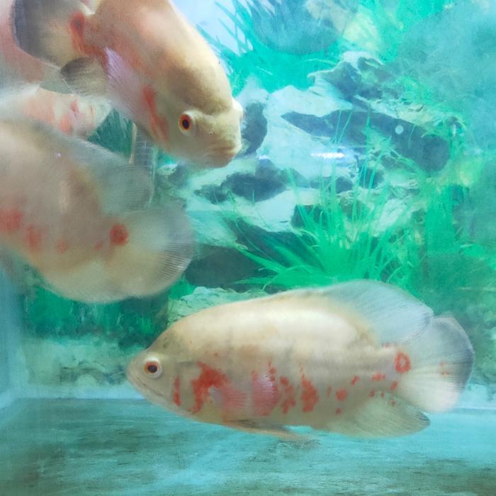 Promo IKAN HIAS IKAN OSCAR ALBINO TANKMATE IKAN PREDATOR Terlaris