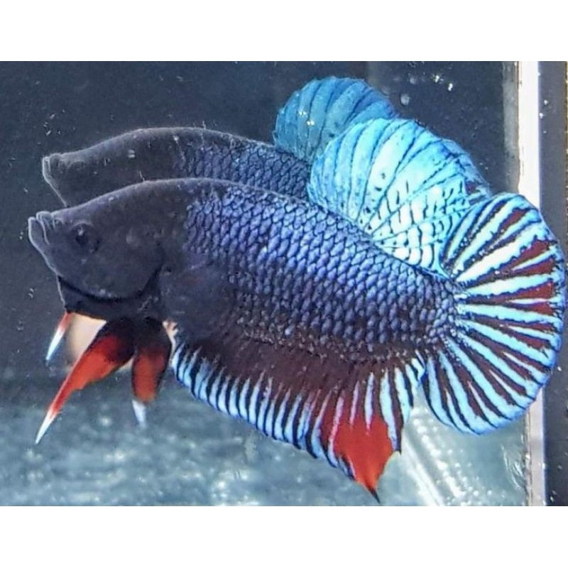 Cupang Giant Blacking Besar Jantan super