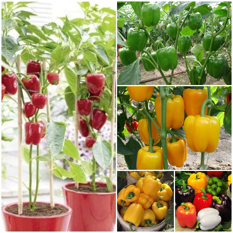 ready stock isi 50 butir Benih Biji Paprika F1 Mix Colour Warna Buah Campur Dataran Rendah