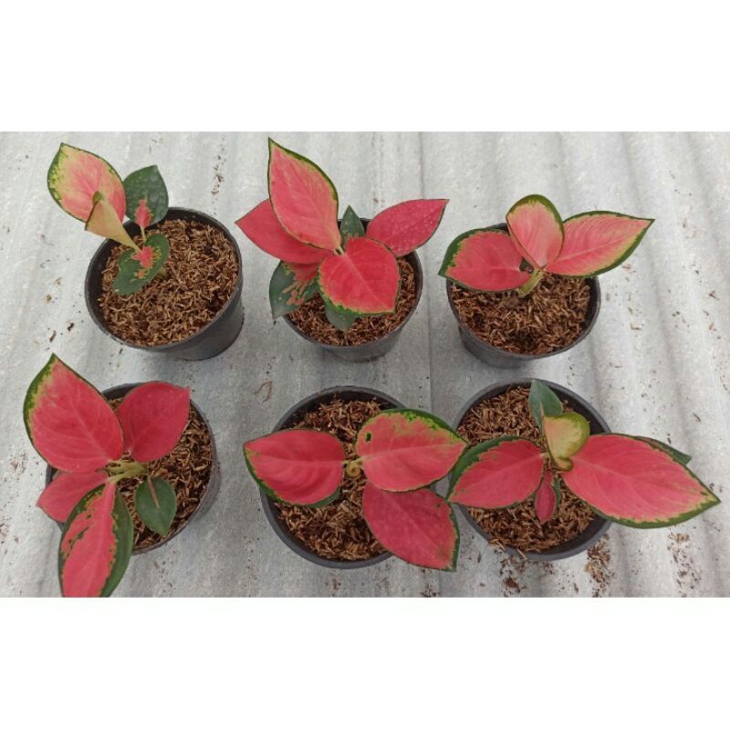BIBIT TANAMAN HIAS AGLONEMA RED MAJESTY/ANAKAN AGLONEMA RED MAJESTY
