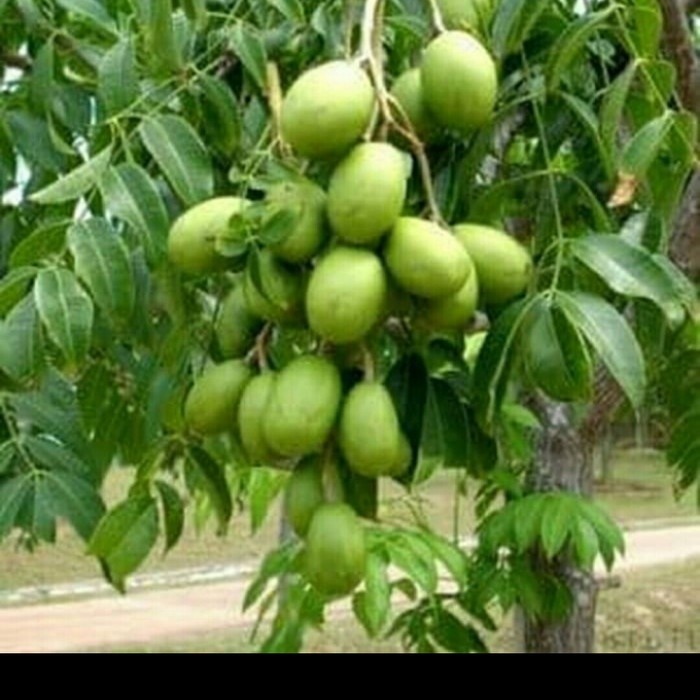 Bibit Kedondong mini Buah lebat