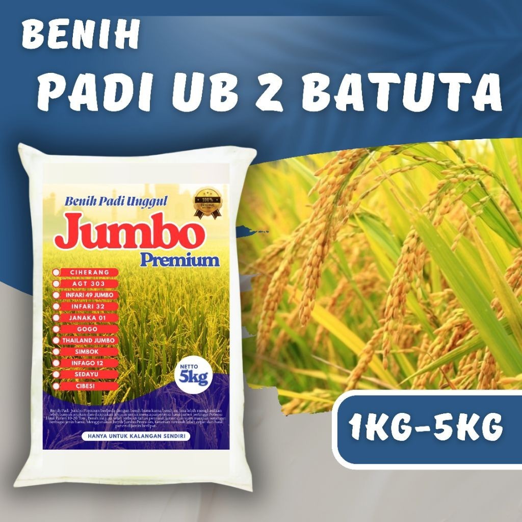 BENIH PADI UB 2 BATUTA KEMASAN 1- 5kg Berkualitas Super