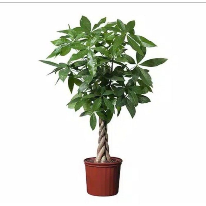 Pacira Kepang 9 Bagus Tinggi Sekitar 45-55 cm/mPohon Pachira Kepang 9