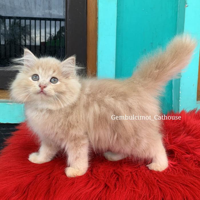Kucing Persia Bulu Kapas Betina