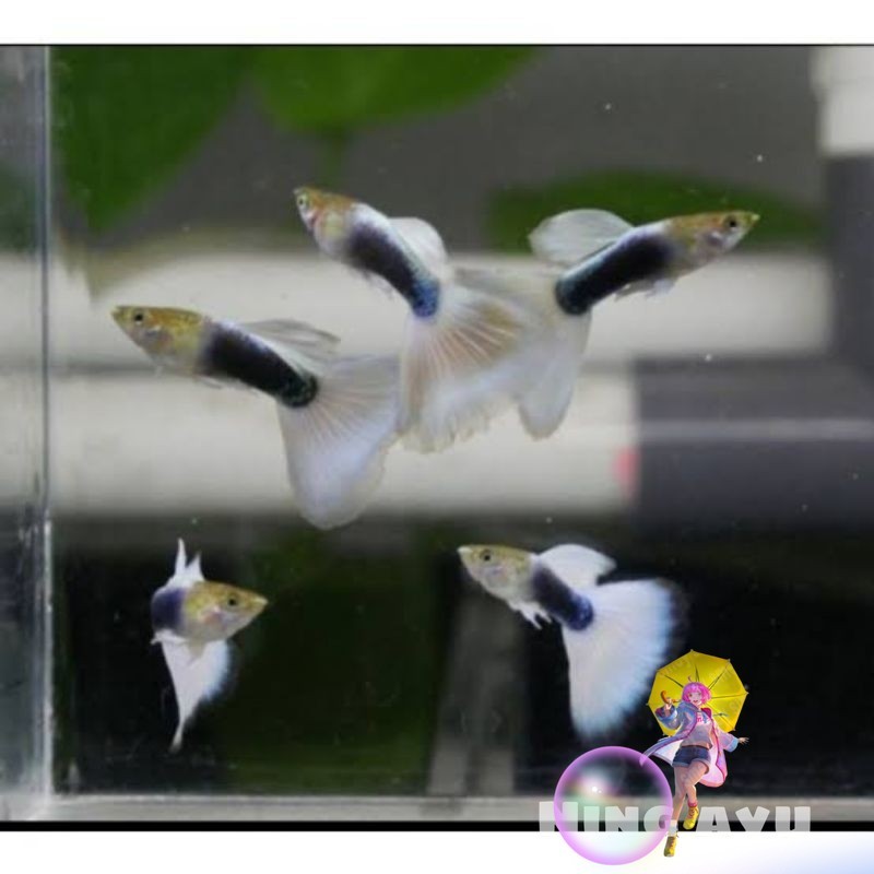 Dekorasi Hiasan Ikan Guppy HB White Sepasang Siap Breed