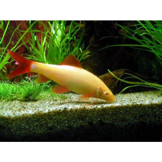 Ikan Hias Redfin Albino / Ikan Pemakan Lumut 6-7 cm / Ikan Hias Aquascape redpin