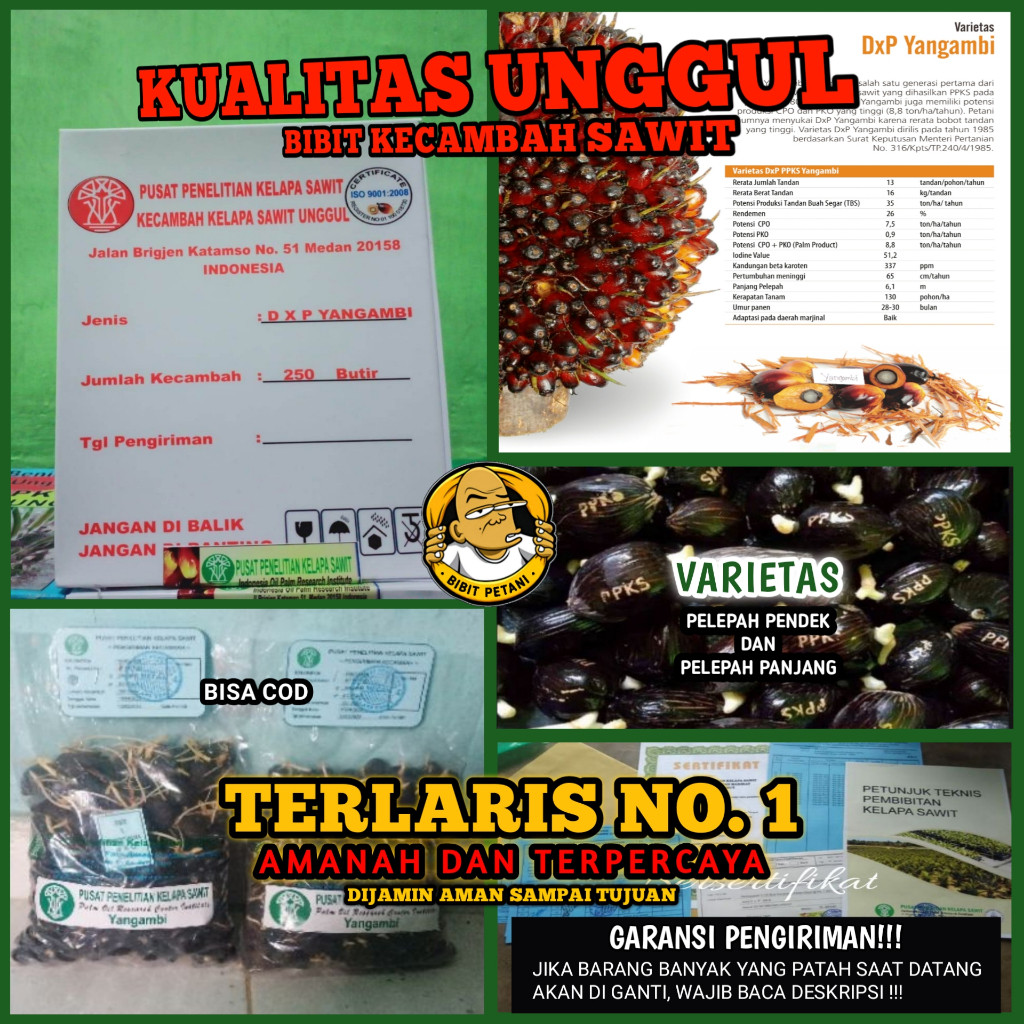 BENIH POLONG KECAMBAH BIBIT SAWIT DXP PPKS YANGAMBI UNGGUL BERSERTIFIKAT ORIGINAL ASLI PELEPAH PANJA