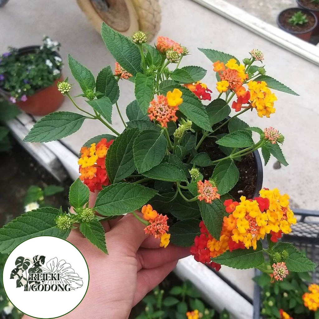 Bibit Tanaman Bunga Lantana orange (lantana camara)Pohon Hidup