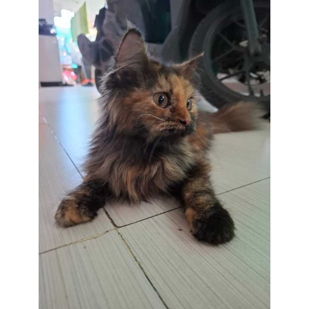Adopsi Kucing ras Persia, Nowergian