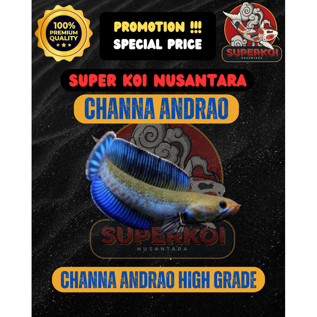 IKAN CHANNA ANDRAO GRADE A SNAKEHEAD IKAN PREDATOR FISH