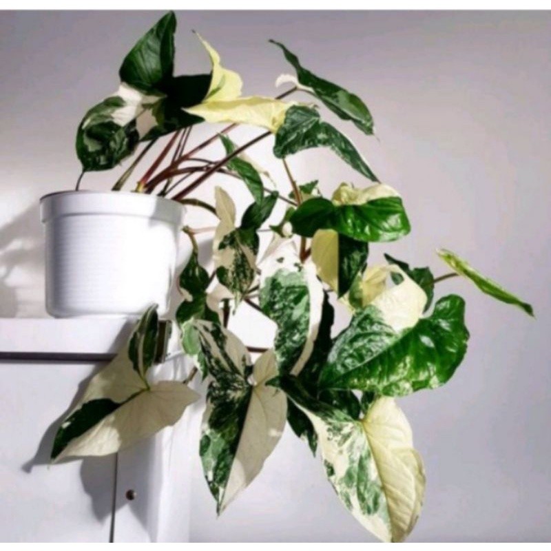 tanaman hias syngonium varigata bagus&rimbun