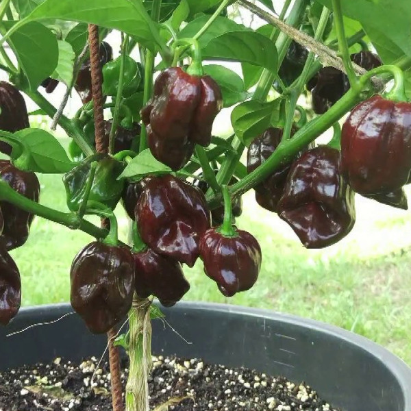 Potensi Tumbuh 95%- Bibit Tanaman Sayuran Paprika Unggul Mix High Quality Isi 50 Benih Cocok Dataran