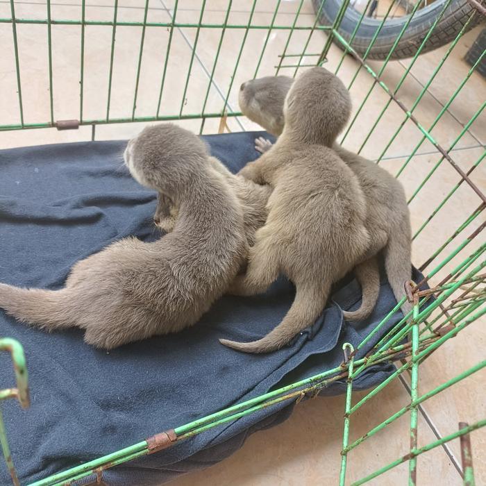 baby otter body sedang